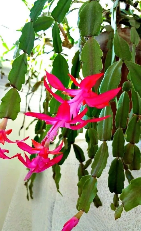 Zygocactus_Plant_(Hybrid,_Pack_of_1)