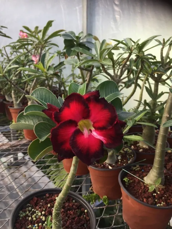 Adenium_Plant_(Hybrid,_Pack_of_1)