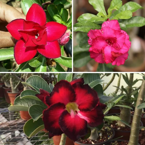 Adenium_Plant_(Hybrid,_Pack_of_1)