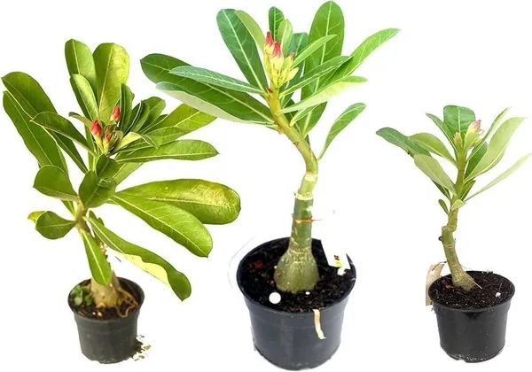 Adenium_Plant_(Hybrid,_Pack_of_1)