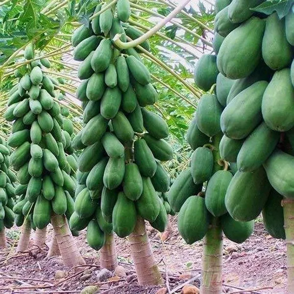 Papaya_Plant_(Hybrid,_Pack_of_1)