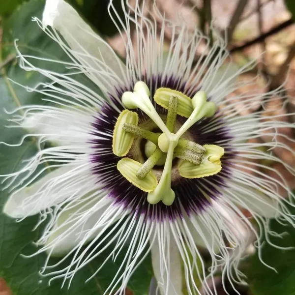 Passion_Plant_(Hybrid,_Pack_of_1)
