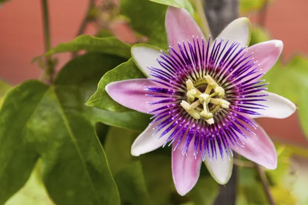 Passion_Plant_(Hybrid,_Pack_of_1)