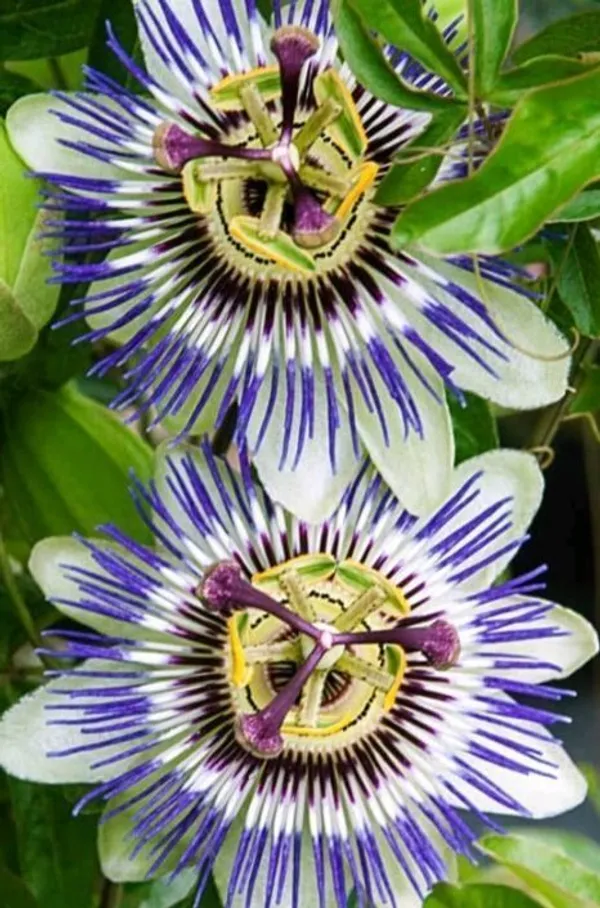 Passion_Plant_(Hybrid,_Pack_of_1)
