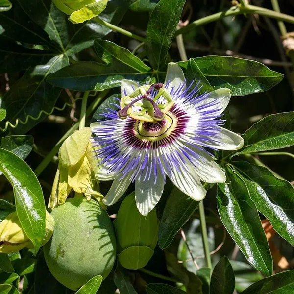 Passion_Plant_(Hybrid,_Pack_of_1)