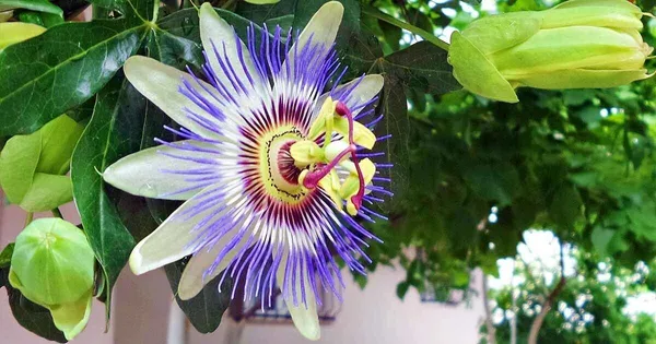 Passion_Plant_(Hybrid,_Pack_of_1)