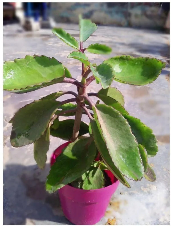 Bryophyllum_Pinnatum/Patharchatta_Plant_(Hybrid,_Pack_of_1)