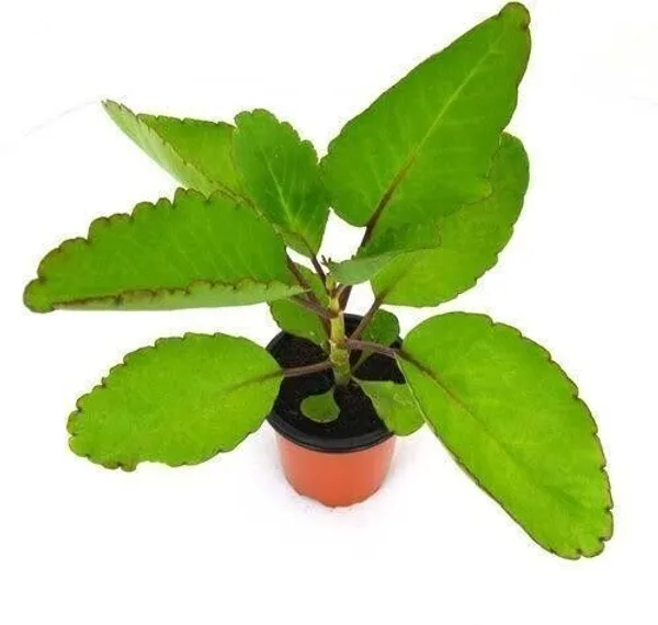 Bryophyllum_Pinnatum/Patharchatta_Plant_(Hybrid,_Pack_of_1)