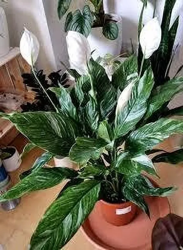 Lily_Plant_(Hybrid,_Pack_of_1)