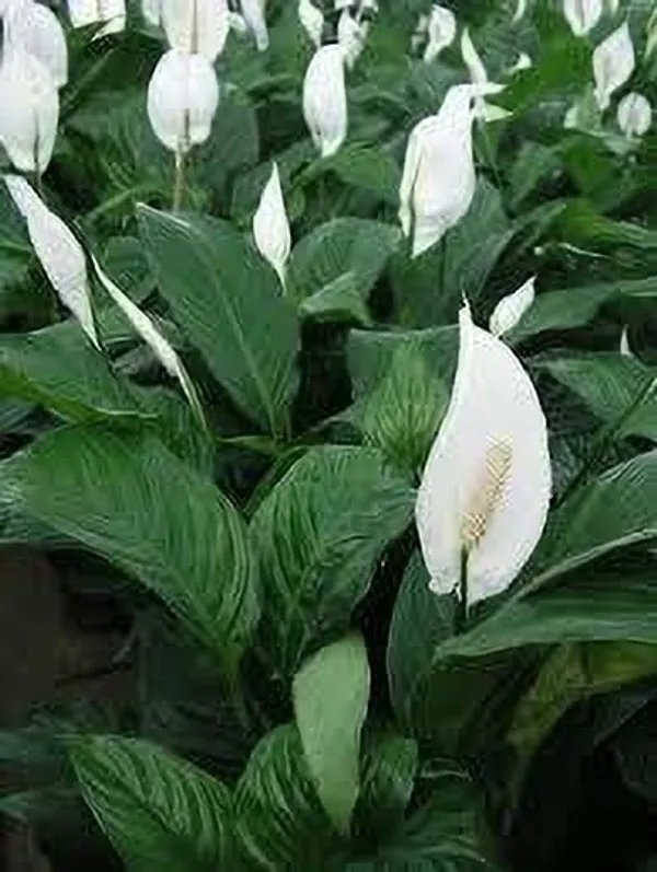 Lily_Plant_(Hybrid,_Pack_of_1)