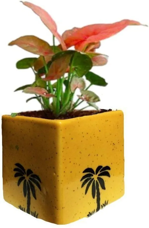 Syngonium_Plant_(Hybrid,_Pack_of_1)