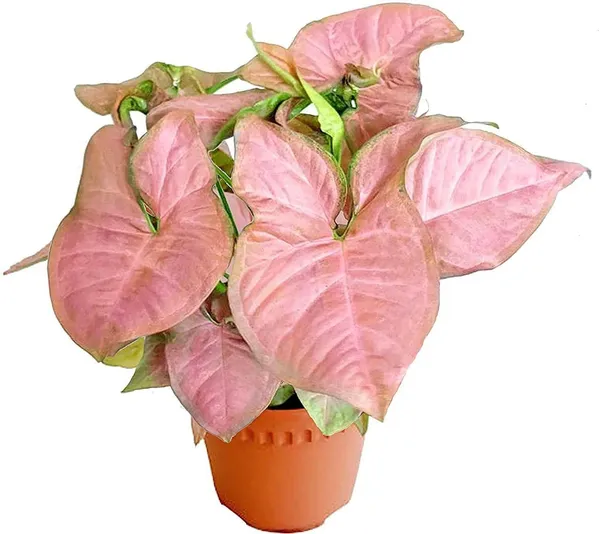 Syngonium_Plant_(Hybrid,_Pack_of_1)