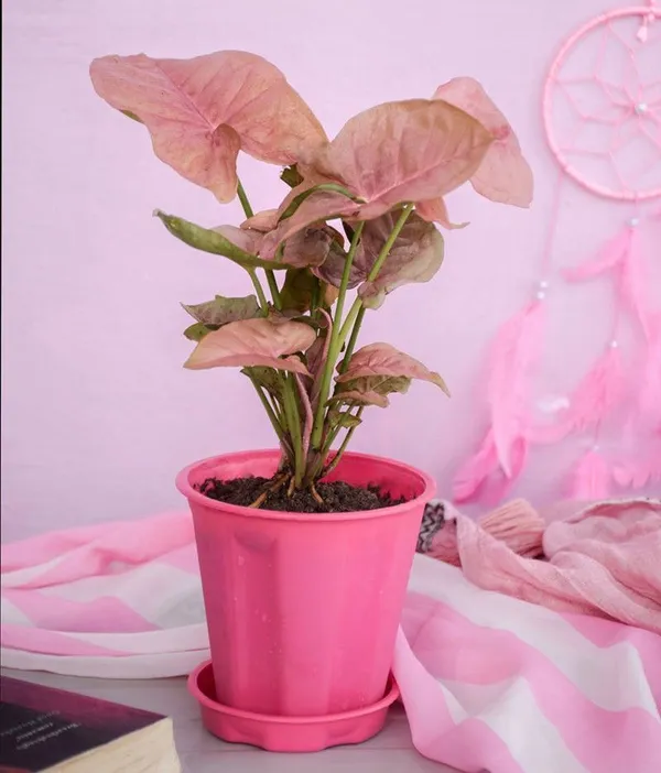 Syngonium_Plant_(Hybrid,_Pack_of_1)