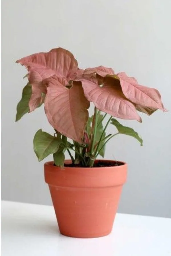 Syngonium_Plant_(Hybrid,_Pack_of_1)