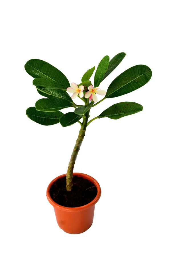 Plumeria_Plant_(Hybrid,_Pack_of_1)