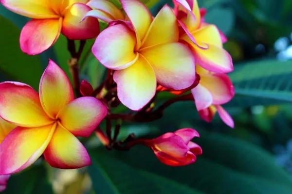 Plumeria_Plant_(Hybrid,_Pack_of_1)