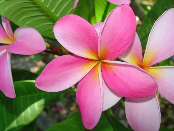 Plumeria_Plant_(Hybrid,_Pack_of_1)