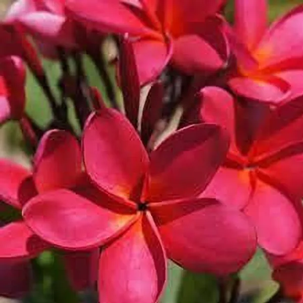 Plumeria_Plant_(Hybrid,_Pack_of_1)