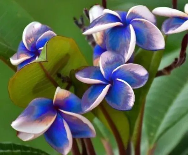 Plumeria_Plant_(Hybrid,_Pack_of_1)