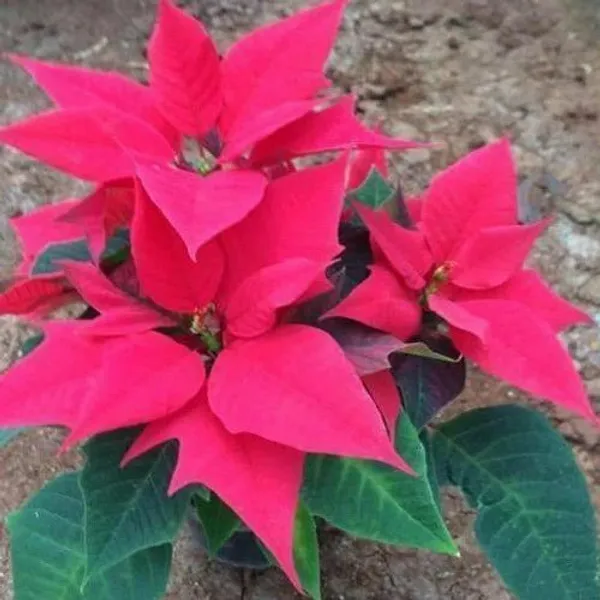 Poinsettia_Plant_(Hybrid,_Pack_of_1)