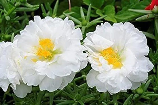 Portulaca_Plant_(Hybrid,_Pack_of_1)