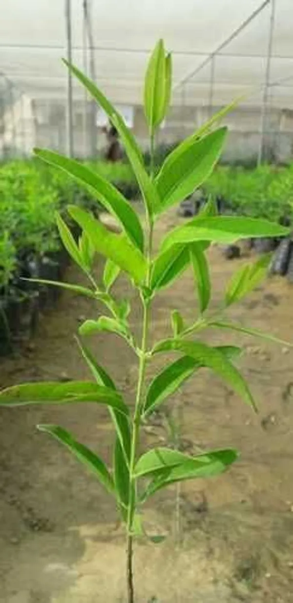 White_Sandalwood_Plant_(Hybrid,_Pack_of_1)