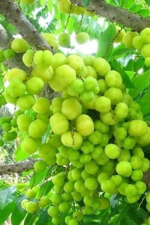 Amla_Plant_(Hybrid,_Pack_of_1)