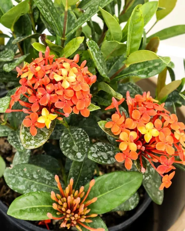 Trothic_Ixora/Chethi_Plant_(Hybrid,_Pack_of_1)