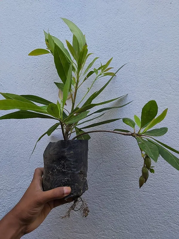 Rudraksha_Plant_(Hybrid,_Pack_of_1)