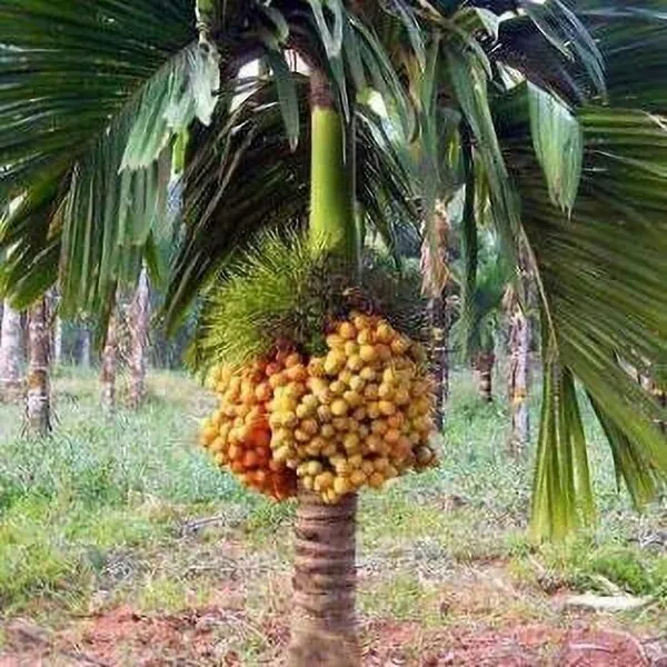 Betel_Nut/Supari_Plant_(Hybrid,_Pack_of_1)