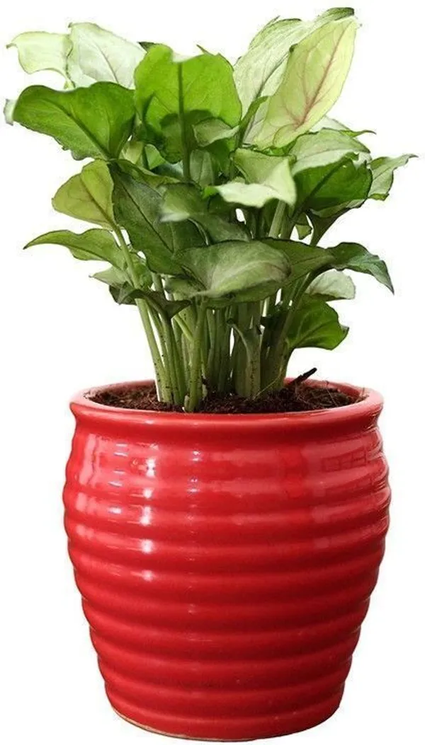 Syngonium_Plant_(Hybrid,_Pack_of_1)