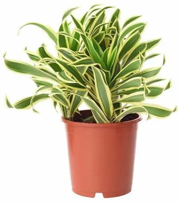 Song_Of_India_Plant_(Hybrid,_Pack_of_1)