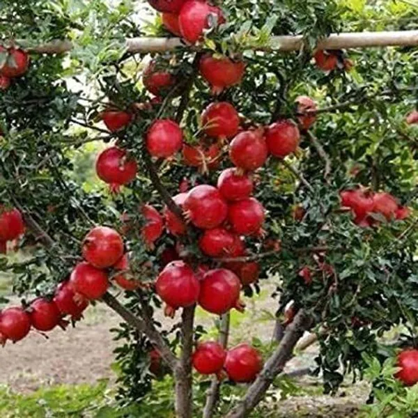 Pomegranate_Plant_(Hybrid,_Pack_of_1)