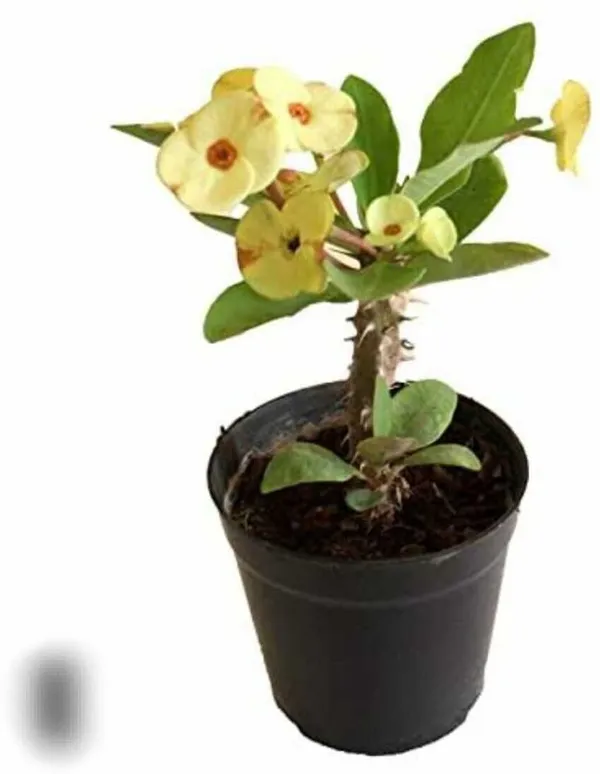 Euphorbia_Plant_(Hybrid,_Pack_of_1)