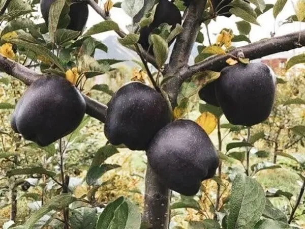 Apple_Plant_(Hybrid,_Pack_of_1)