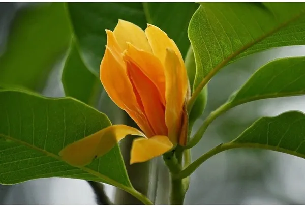 Golden_Champa_Plant_(Hybrid,_Pack_of_1)