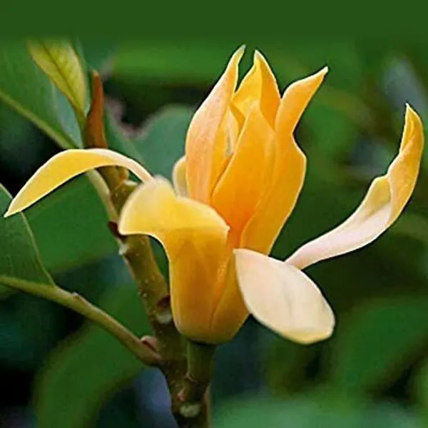 Golden_Champa_Plant_(Hybrid,_Pack_of_1)