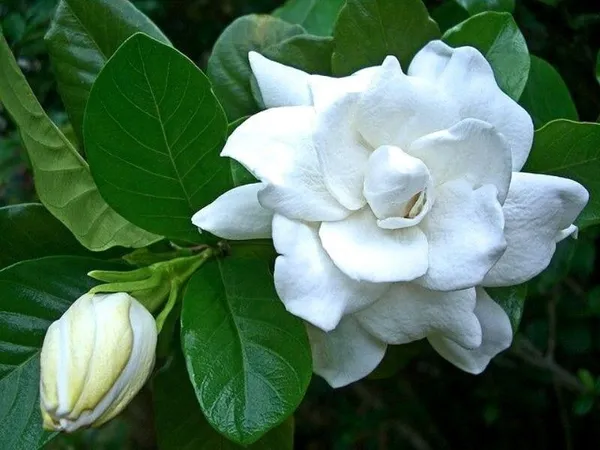 Jasmine_Plant_(Hybrid,_Pack_of_1)