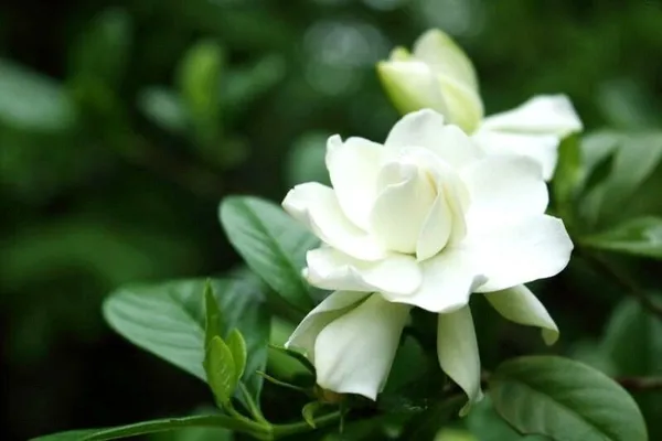 Jasmine_Plant_(Hybrid,_Pack_of_1)