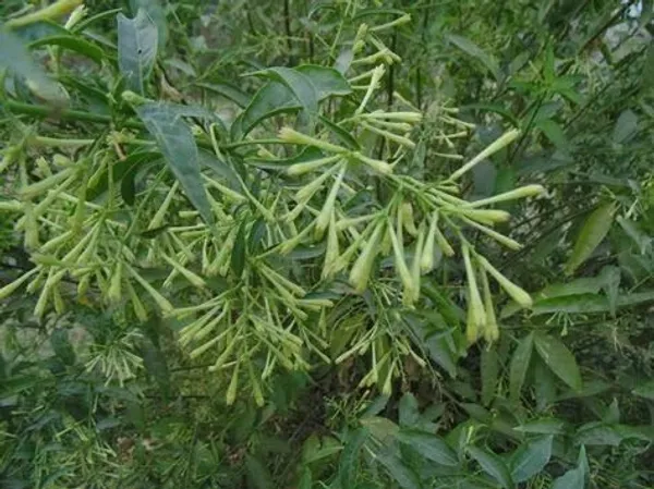 Night_Bloom_Jasmine_Plant_(Hybrid,_Pack_of_1)