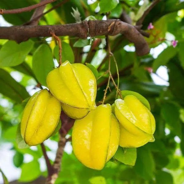 Star_Fruit_Carambola_Grafted_Plant_(Hybrid,_Pack_of_1)