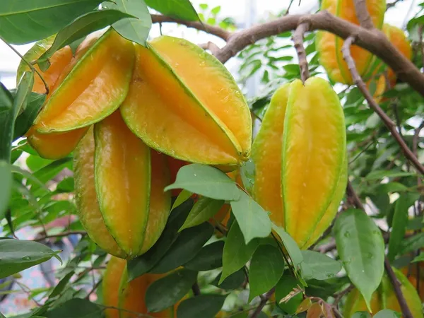 Star_Fruit_Carambola_Grafted_Plant_(Hybrid,_Pack_of_1)