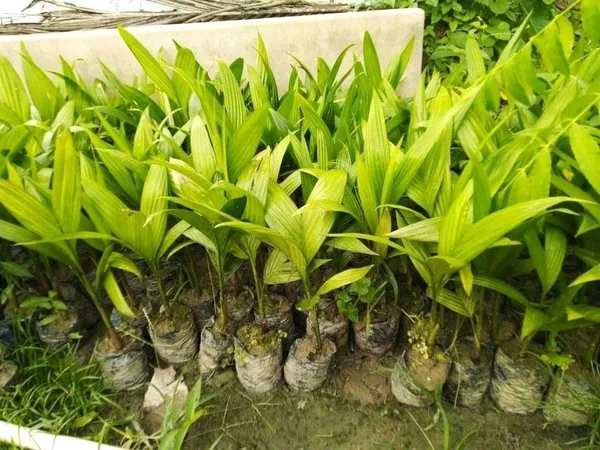 Betel_Nut/Supari_Plant_(Hybrid,_Pack_of_1)