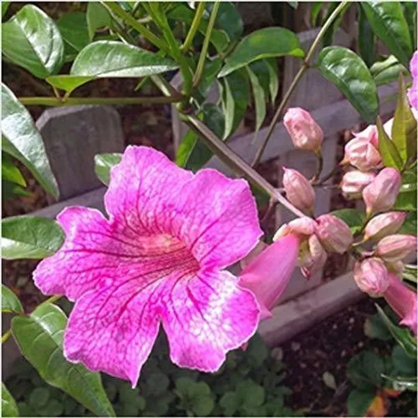 Tecoma_Plant_(Hybrid,_Pack_of_1)