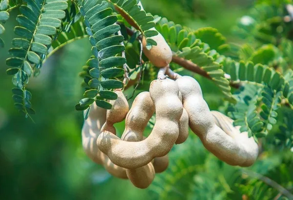 Tamarind_Plant_(Hybrid,_Pack_of_1)