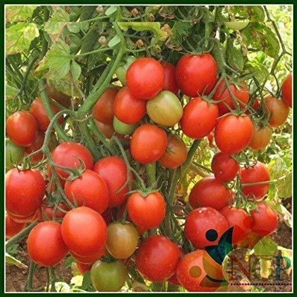 Tomato_Plant_(Hybrid,_Pack_of_1)
