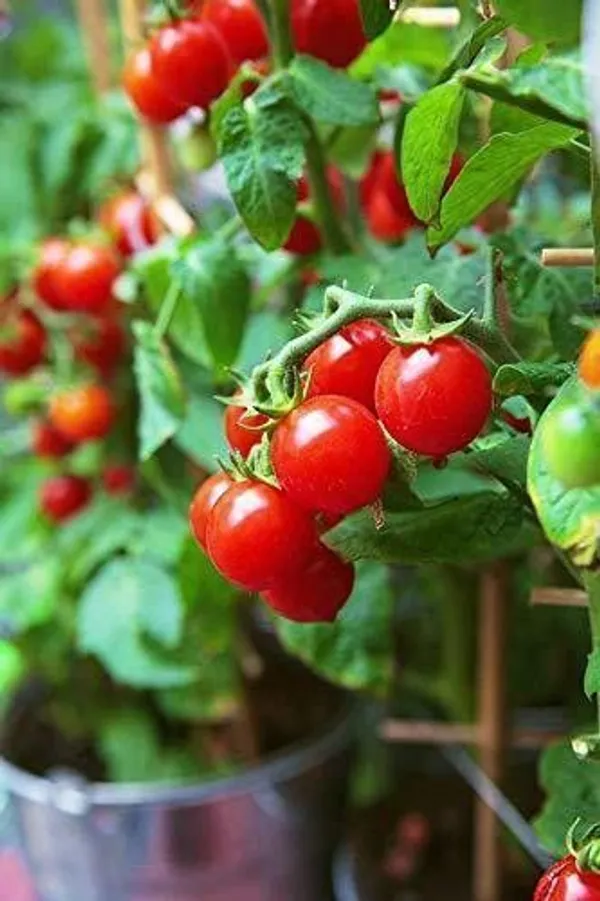 Tomato_Plant_(Hybrid,_Pack_of_1)