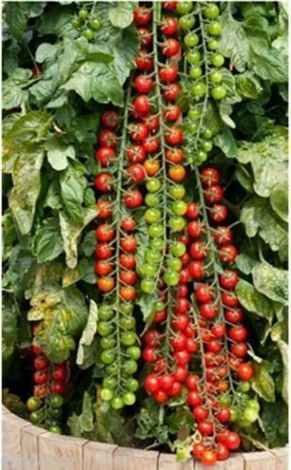 Tomato_Plant_(Hybrid,_Pack_of_1)