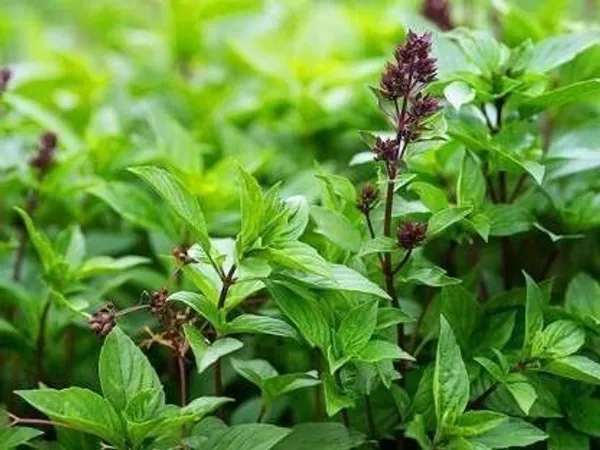 Tulsi_Plant_(Hybrid,_Pack_of_1)