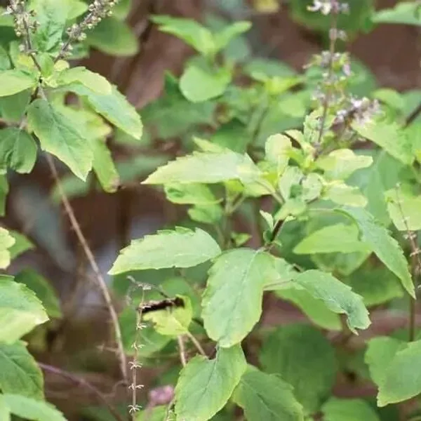 Tulsi_Plant_(Hybrid,_Pack_of_1)
